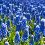 Load image into Gallery viewer, Muscari armeniacum - 20 Bulbs
