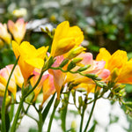Load image into Gallery viewer, Freesia Double, YELLOW - 10 Bulbs
