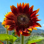 Load image into Gallery viewer, SUNFLOWER SEED KIT | 5 Seed Packets | Abend Sonne | Dwarf Big Smile | Bronze King | Full Sun | Double Dwarf Ornamental
