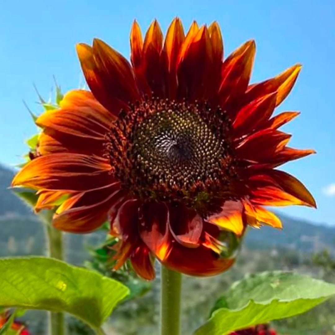 SUNFLOWER SEED KIT | 5 Seed Packets | Abend Sonne | Dwarf Big Smile | Bronze King | Full Sun | Double Dwarf Ornamental