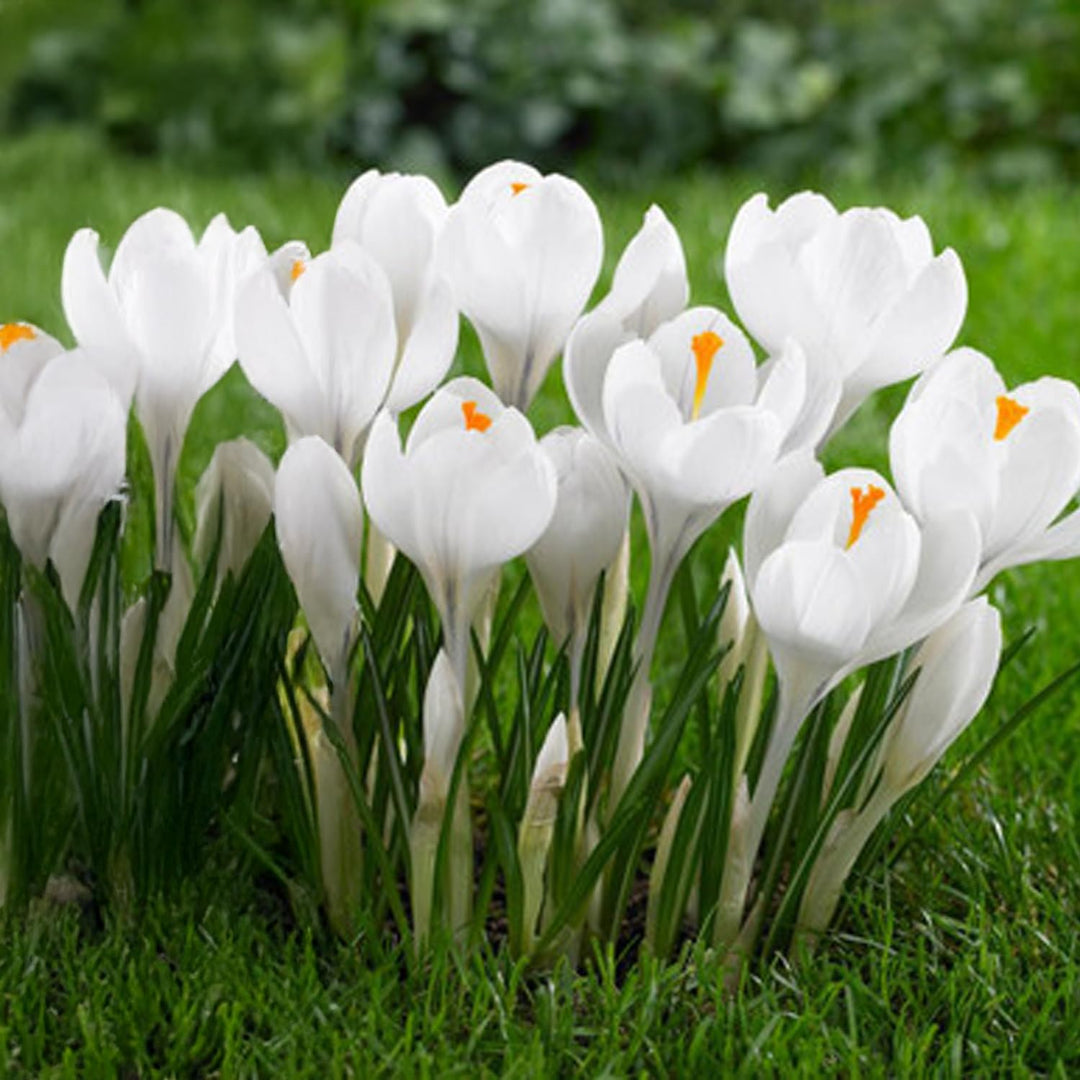 Crocus vernus 'Jeanne d'Arc' - 10 Bulbs