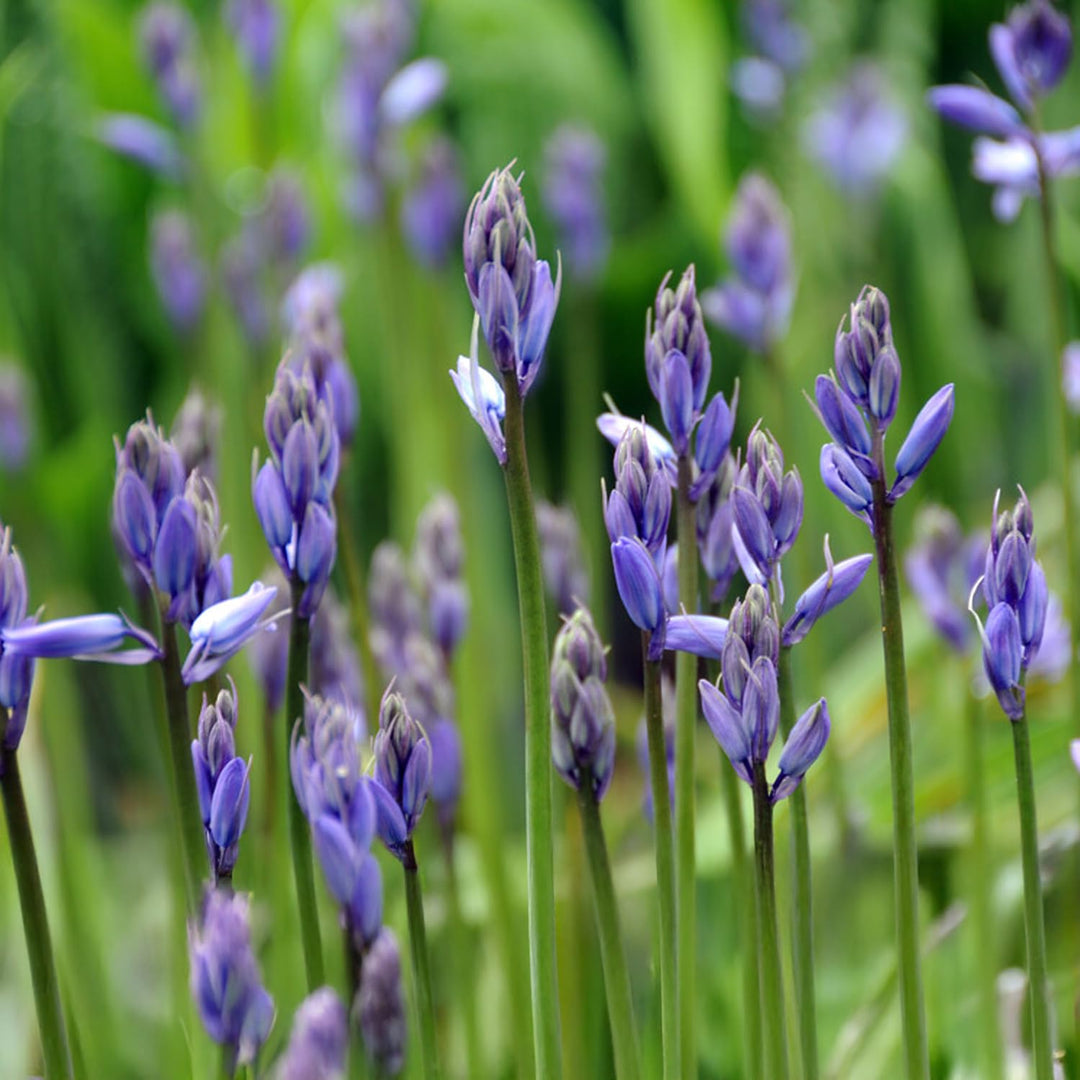 Hyacinthoides non-scripta 'Blue Bells' - 10 Bulbs