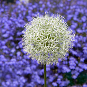 Allium ‘Mount Everest’ - 2 Bulbs