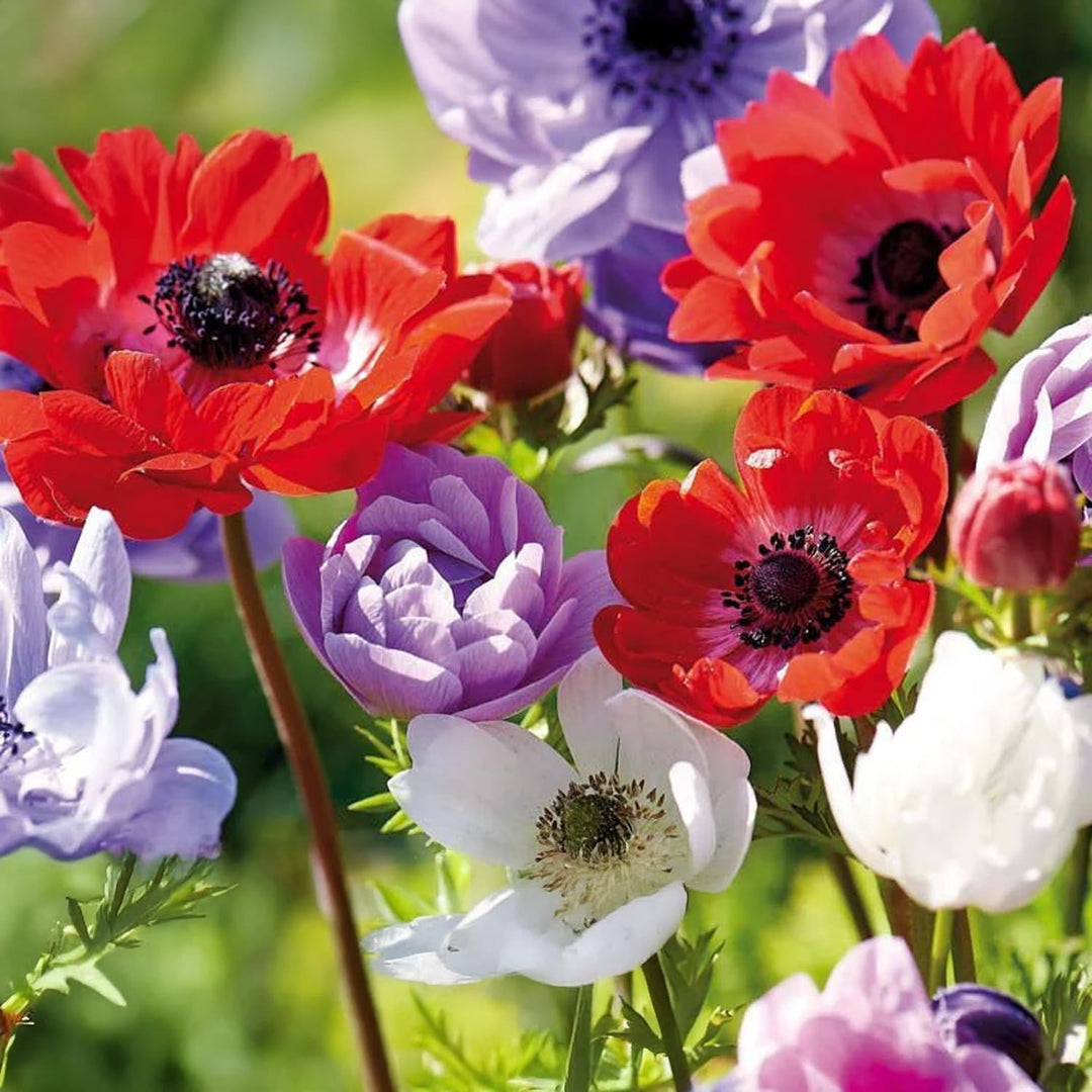 Anemone coronaria 'St. Brigid' Mixed - 15 Bulbs