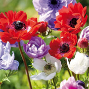Anemone coronaria 'St. Brigid' Mixed - 15 Bulbs