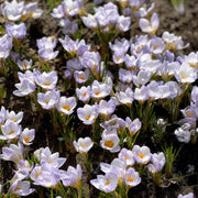 Crocus chrysanthus ‘Blue Marlin’ - 15 Bulbs