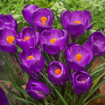 Load image into Gallery viewer, Crocus vernus &#39;Flower Record&#39; - 10 Bulbs
