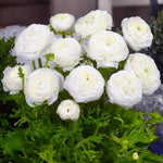 Load image into Gallery viewer, Ranunculus (Buttercups), WHITE - 10 Bulbs
