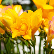 Freesia Double, YELLOW - 10 Bulbs