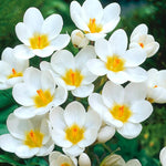 Load image into Gallery viewer, Crocus chrysanthus ‘Ard Schenk’ - 15 Bulbs
