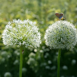 Load image into Gallery viewer, Allium ‘Mount Everest’ - 2 Bulbs
