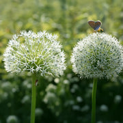 Allium ‘Mount Everest’ - 2 Bulbs