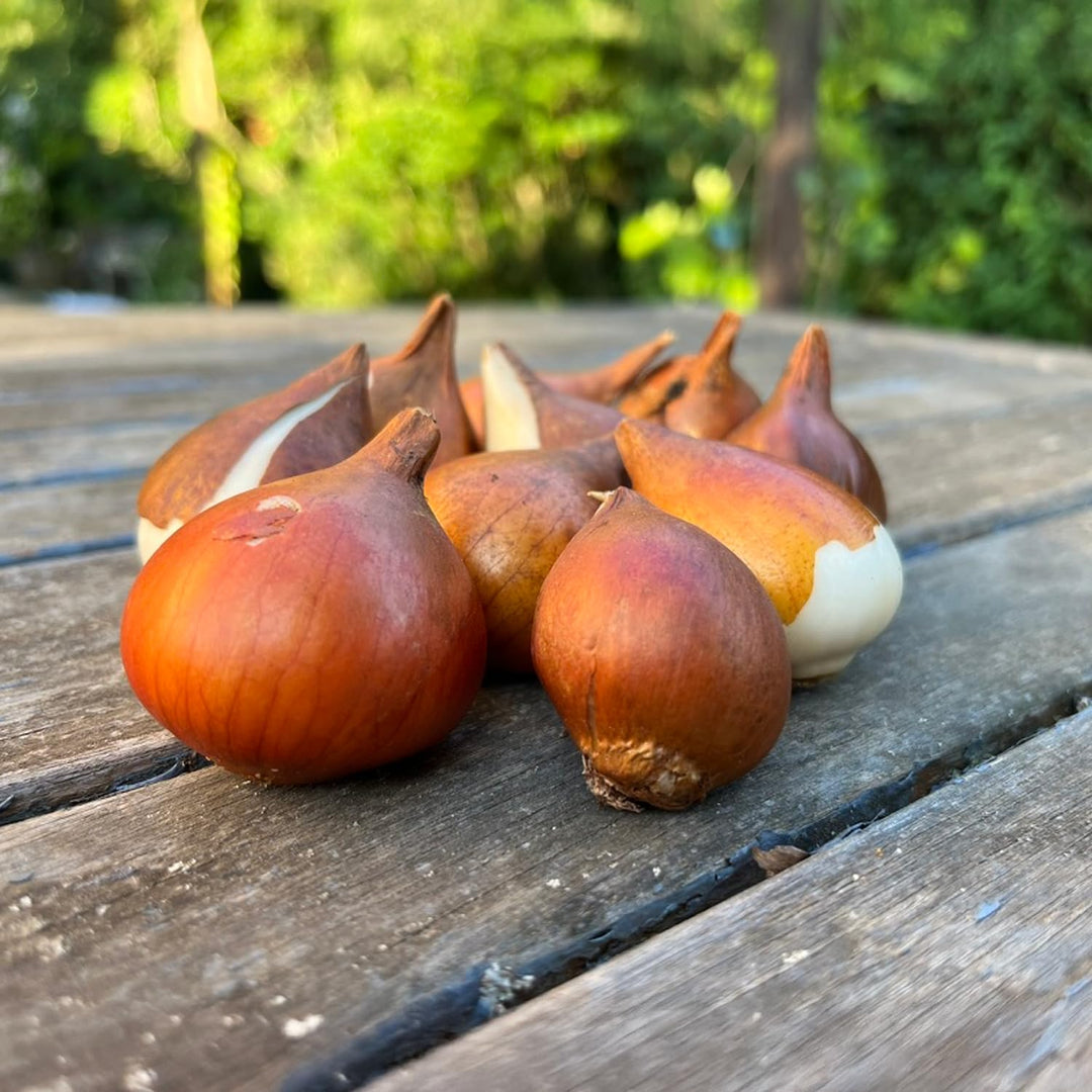 Tulip 'Foxy Foxtrot' (Double Early) - 8 Bulbs