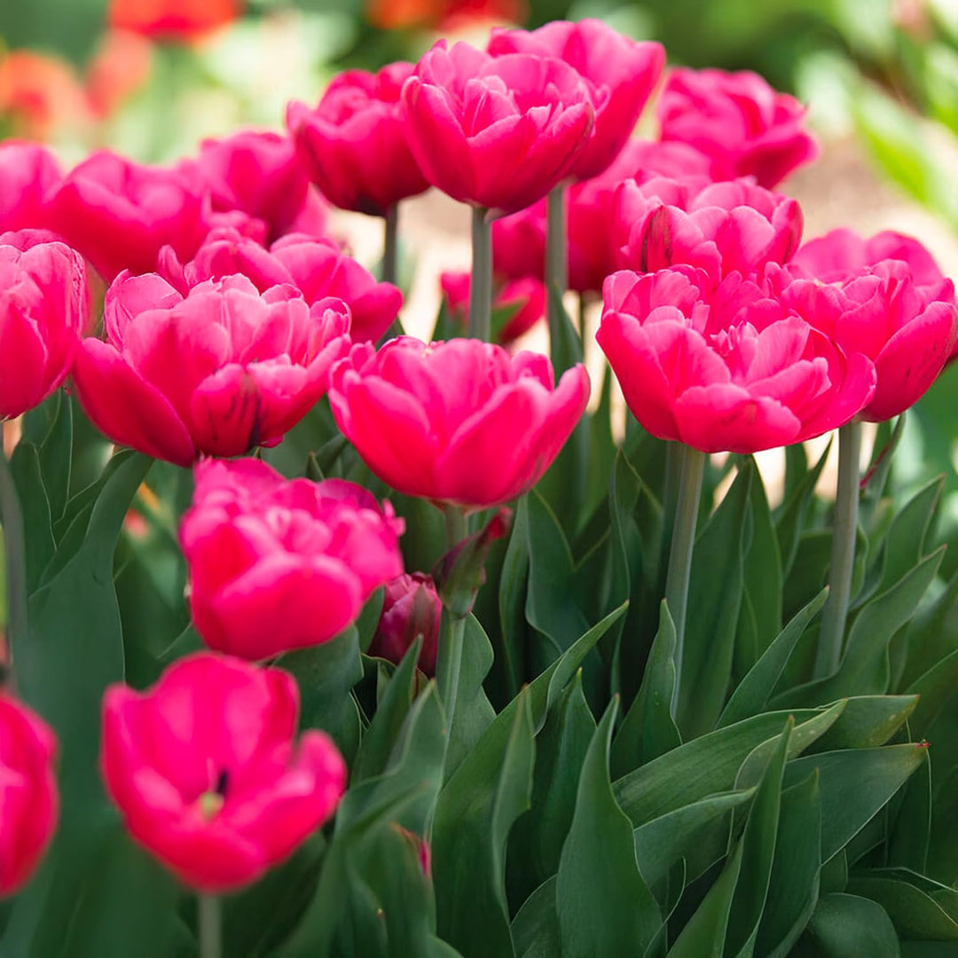 Tulip 'Sunset Tropical' (Double Early) - 8 Bulbs