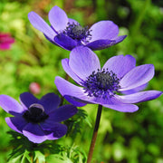 Anemone coronaria ‘Mr Fokker' - 10 Bulbs