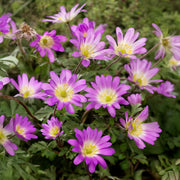 Anemone blanda 'Charmer' - 10 Bulbs