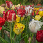 Load image into Gallery viewer, Tulip Parrot Mix - 8 Bulbs
