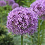 Load image into Gallery viewer, Allium ‘Gladiator’ - 1 Bulb

