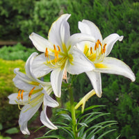 LILIUM CANDIDUM (1 bulb)