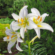Lilium candidum - 1 Bulb