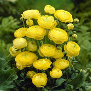 Ranunculus, YELLOW - 10 Bulbs