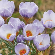 Crocus chrysanthus ‘Blue Marlin’ - 15 Bulbs