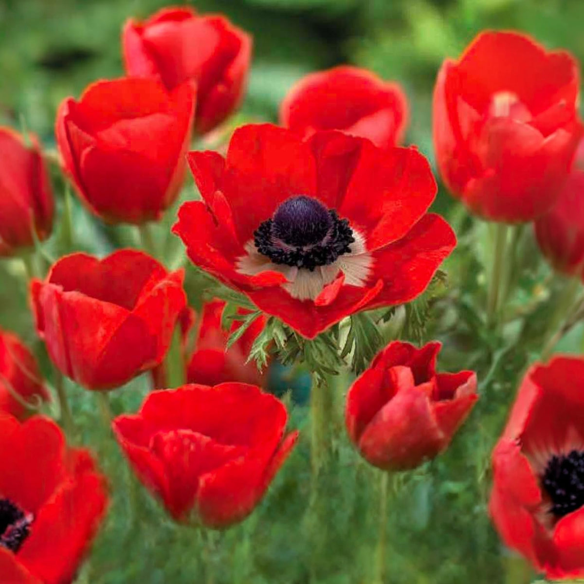 Bulbi di Anemone Hollandia, fiori rossi brillanti con cuore scuro, perfetti per giardini e adornare spazi esterni.