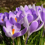 Load image into Gallery viewer, Crocus &#39;Vanguard&#39; - 10 Bulbs
