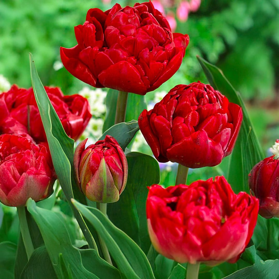 Tulip 'Salcido' (Double Late) - 8 Bulbs