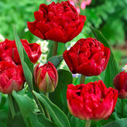 Tulip 'Salcido' (Double Late) - 8 Bulbs