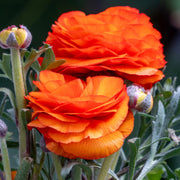 Ranunculus (Buttercups), ORANGE - 10 Bulbs