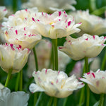 Load image into Gallery viewer, Tulip &#39;Danceline&#39; (Double Late) - 6 Bulbs

