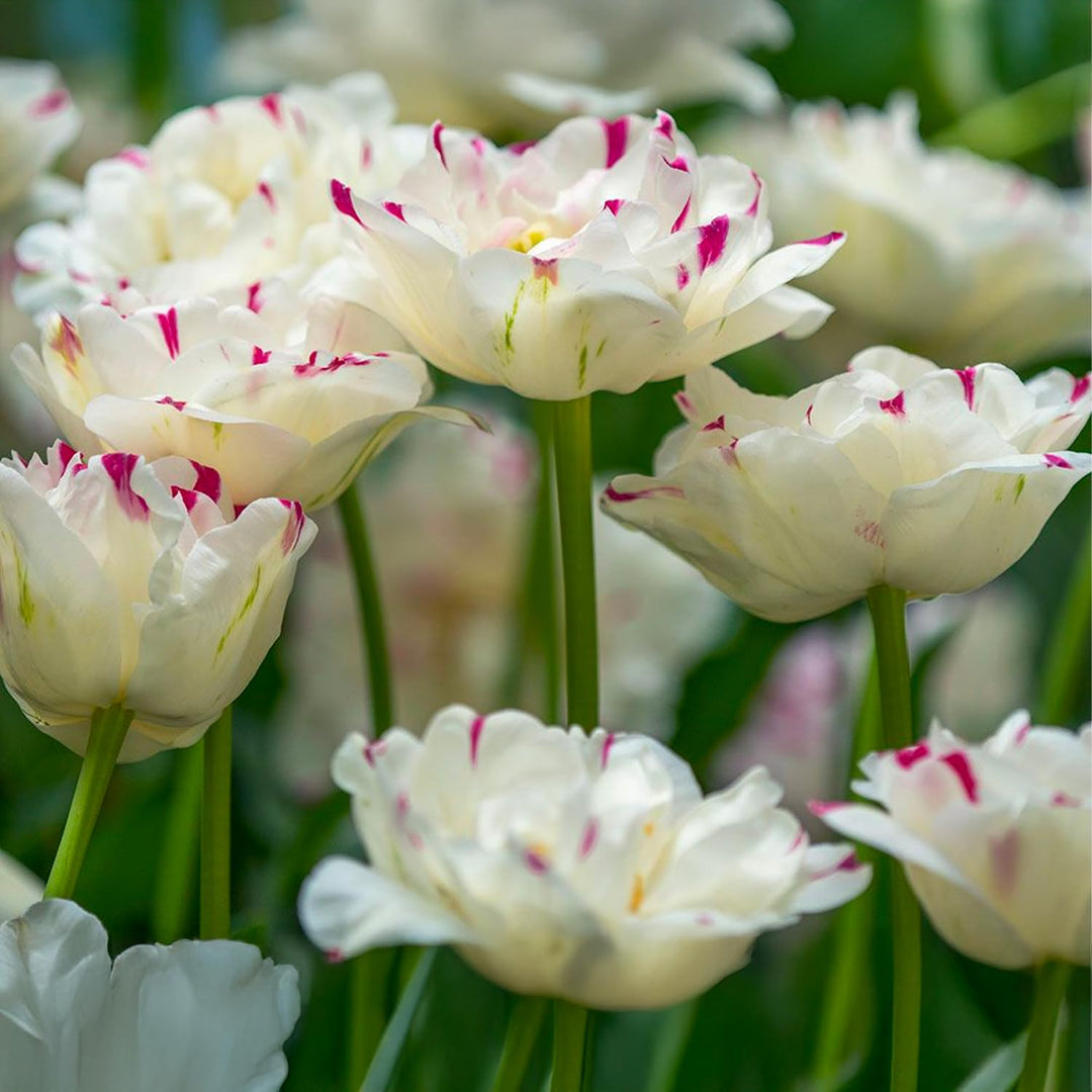 Tulip 'Danceline' (Double Late) - 6 Bulbs