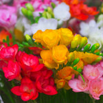 Load image into Gallery viewer, Freesia Double Mix - 15 Bulbs
