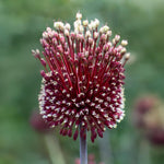 Load image into Gallery viewer, Allium ‘Red Mohican’ - 2 Bulbs
