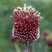 Allium ‘Red Mohican’ - 2 Bulbs