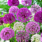 Carica l&#39;immagine nel visualizzatore Galleria, Allium in miscuglio - 30 Bulbi
