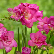 Freesia Double, PINK - 10 Bulbs