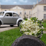 Load image into Gallery viewer, Freesia Double, WHITE - 10 Bulbs
