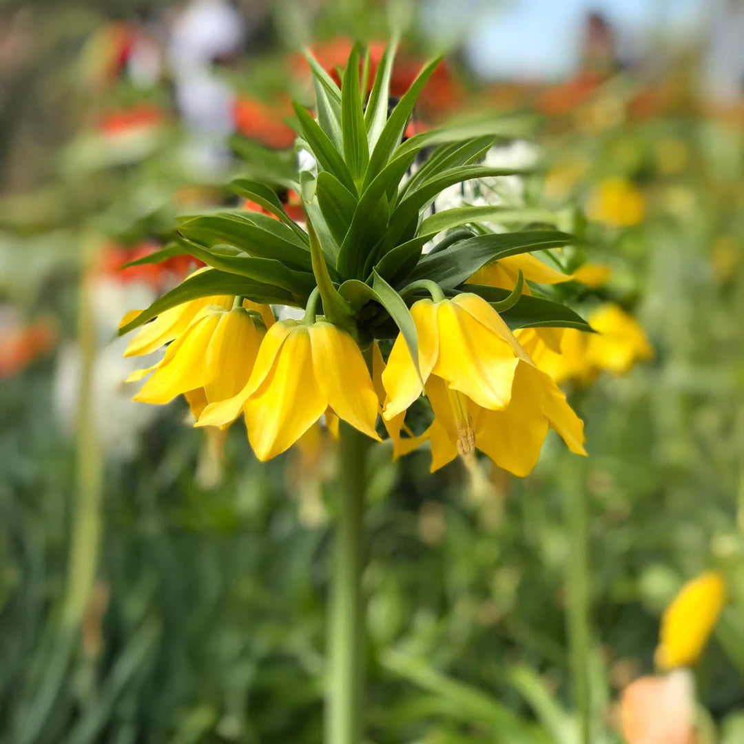 Fritillaria imperialis ‘Lutea Maxima’ - 1 Bulb