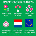 Load image into Gallery viewer, Allium ‘Purple Sensation’ - 5 Bulbs
