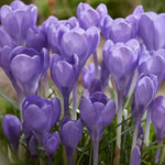 Load image into Gallery viewer, Crocus tommasinianus &#39;Hummingbird&#39; - 15 Bulbs
