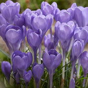 Crocus tommasinianus 'Hummingbird' - 15 Bulbs
