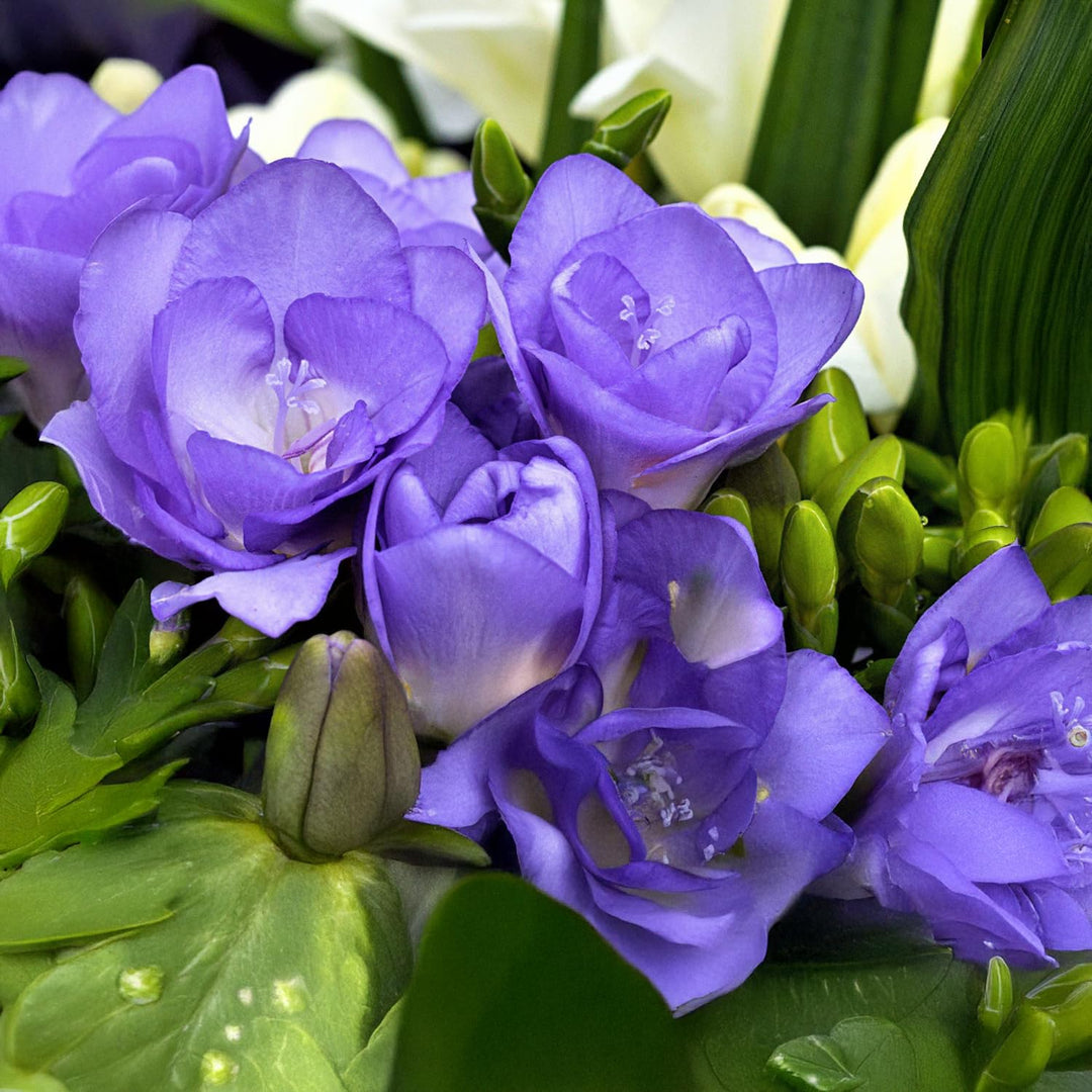 Freesia Double, BLUE - 10 Bulbs