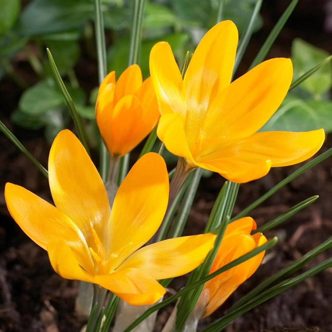 Crocus chrysanthus ‘Fuscotinctus’ - 15 Bulbs