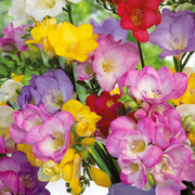 Freesia, MIXED - 30 Bulbs