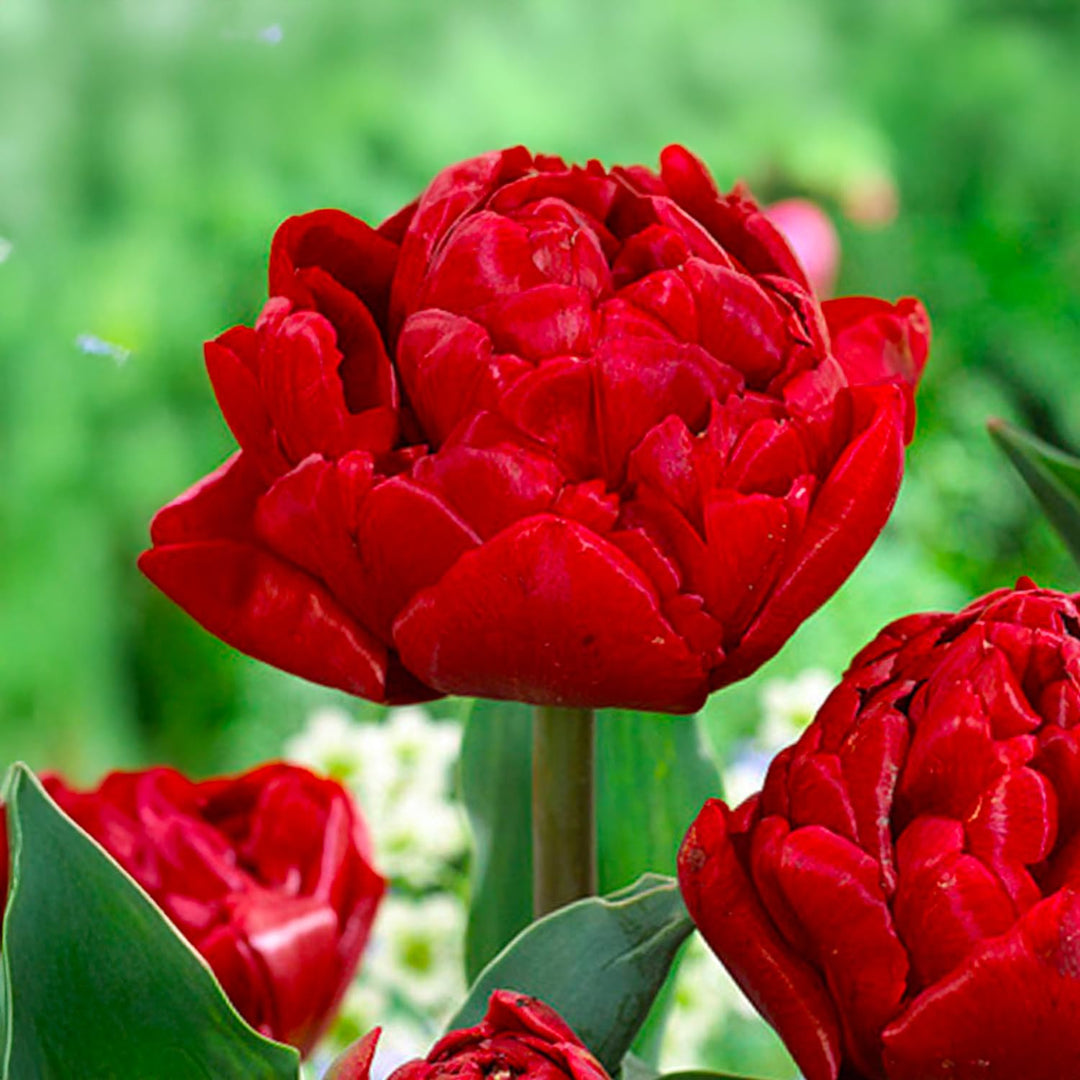 Tulip 'Salcido' (Double Late) - 8 Bulbs