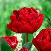 Tulip 'Salcido' (Double Late) - 8 Bulbs