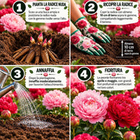 PAEONIA Lactiflora ROSSA E ROSA (2 Radici)