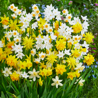 Narcisi BOTANICI IN MISCUGLIO (10 Bulbi)